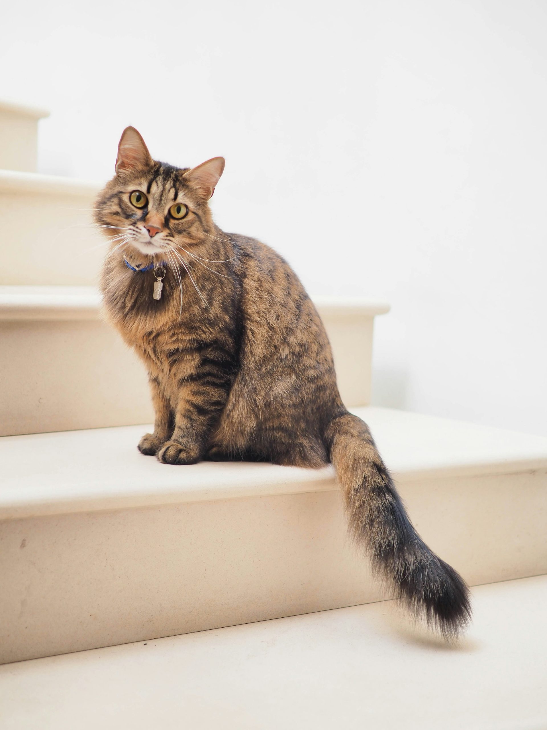 Spräcklig katt sitter på ett ljust trappsteg